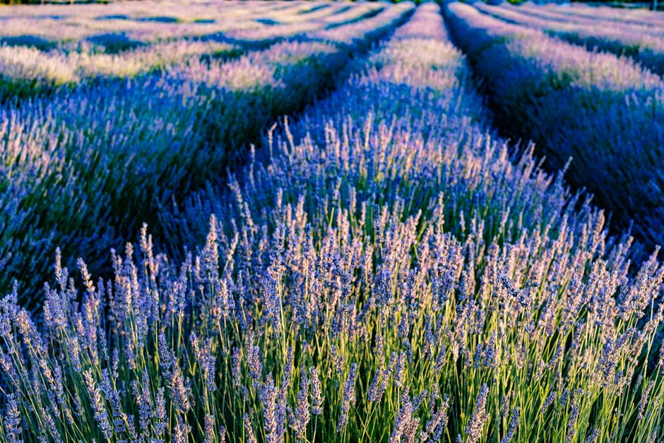 Lavanda s Hvara: od polja do sapuna